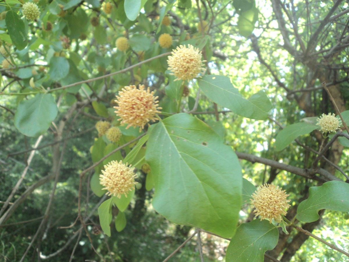 Mitragyna parvifolia (Roxb.) Korth.